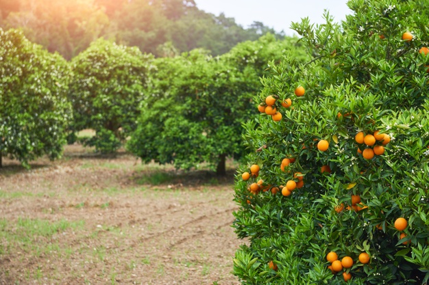 Un projet de jardinage avec des cultures bio