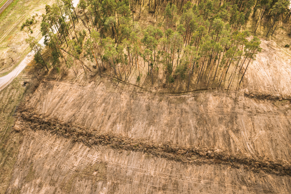 La déforestation, une menace pour la biodiversité mondiale