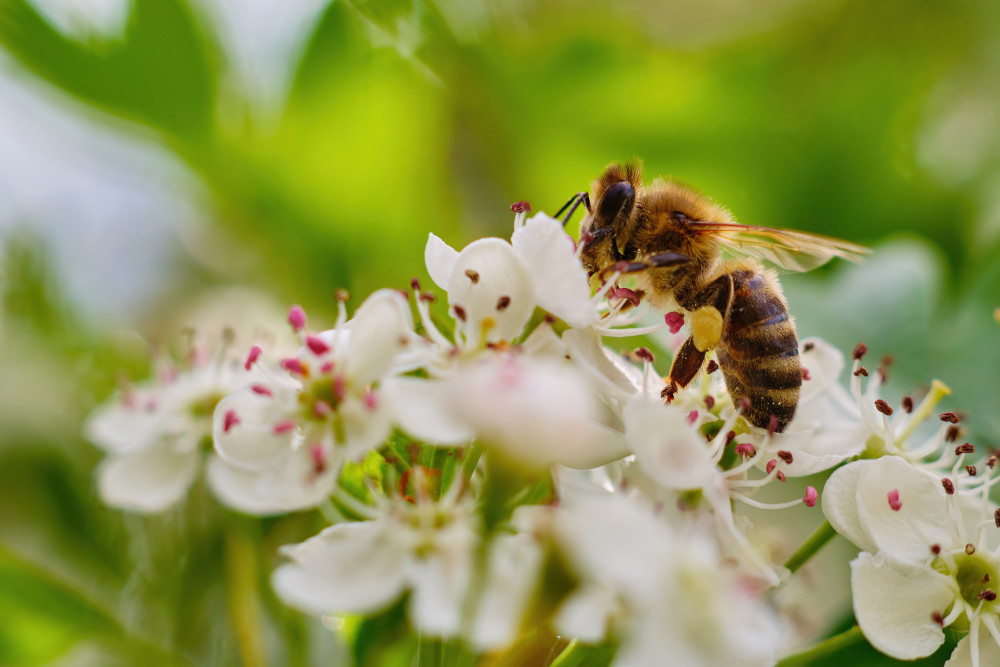 Sauvons nos pollinisateurs : un enjeu crucial pour la survie de nos écosystèmes