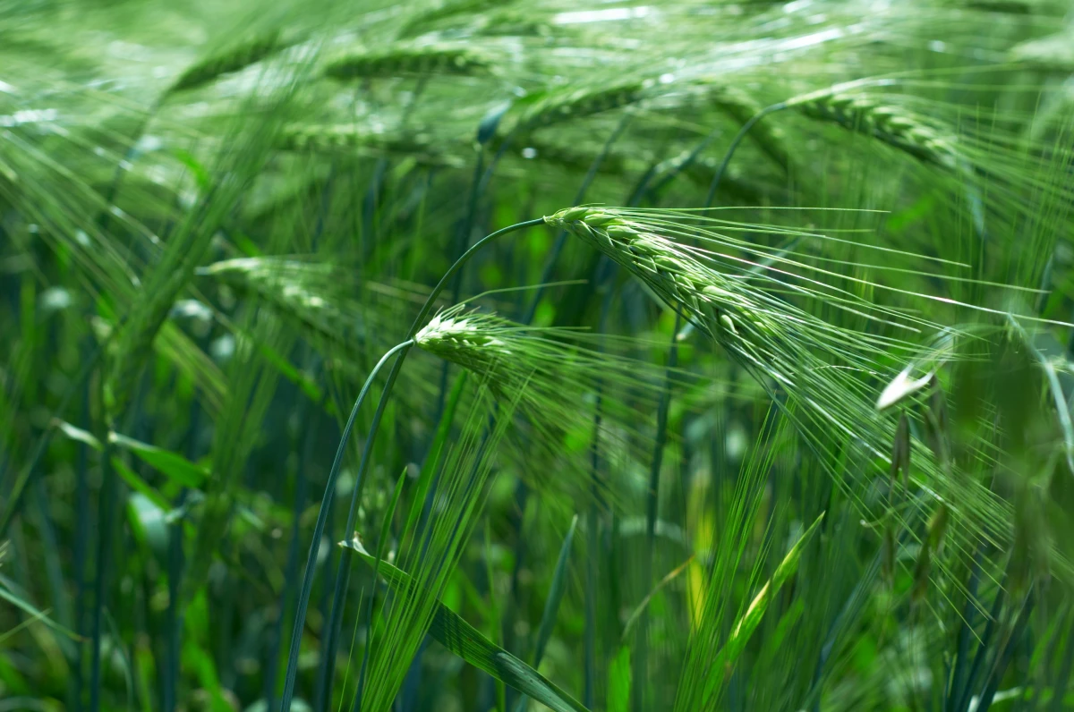 Agriculture urbaine : une révolution écologique en plein essor