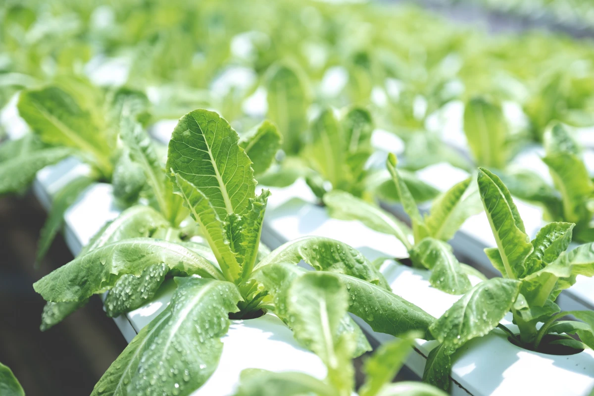 Les défis de la transition vers une agriculture 100% biologique : comment relever le défi ?