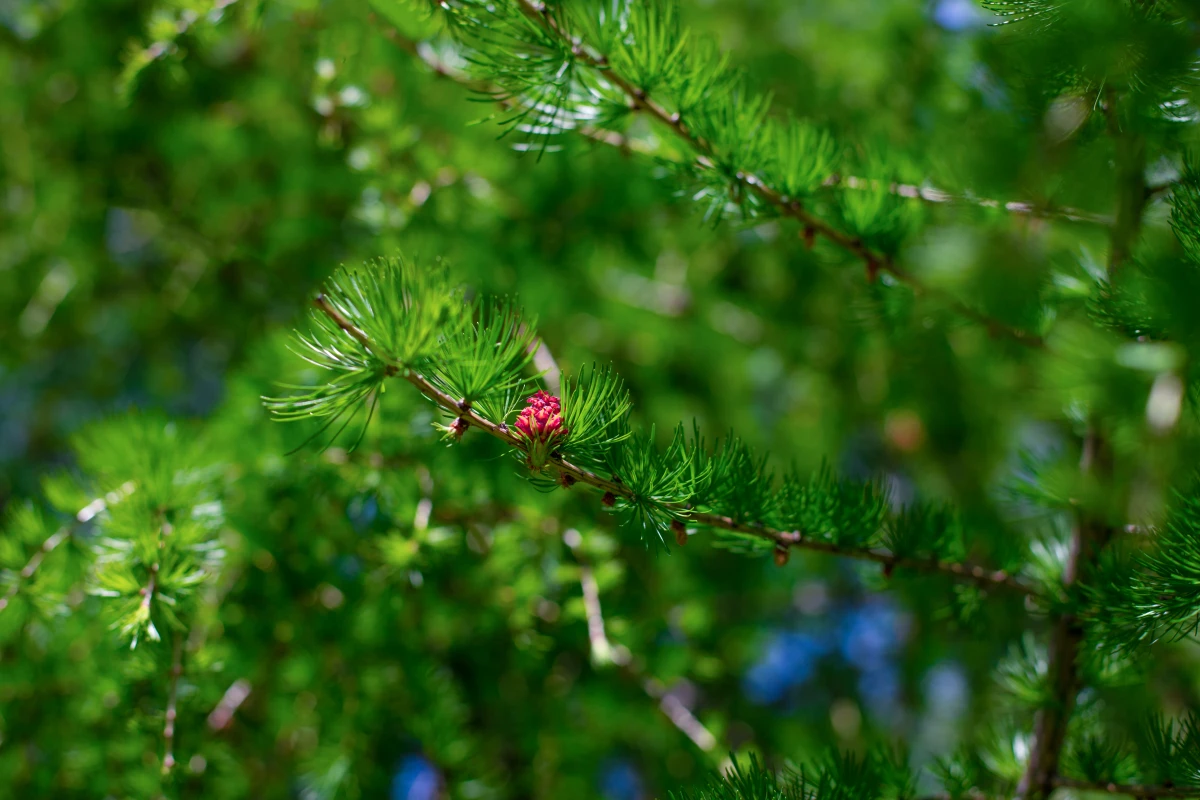 Agroforesterie : une révolution agricole grâce à l'intégration de l'arbre