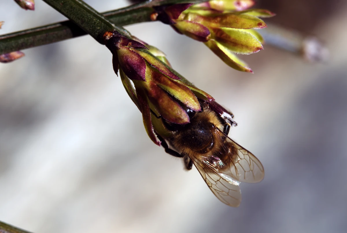 La pollinisation, un trésor méconnu pour l'agriculture : comment la préserver ?
