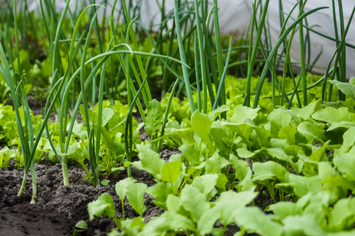 Serres solaires : une révolution verte dans l'agriculture pour une production durable