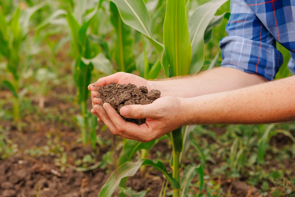 L'agroforesterie, une arme secrète contre le changement climatique