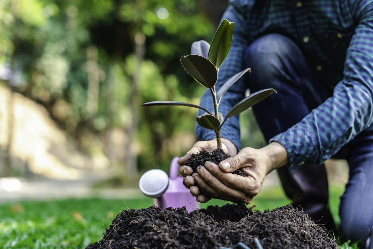 La renaissance verte : Les projets de reforestation agricole révolutionnent nos campagnes