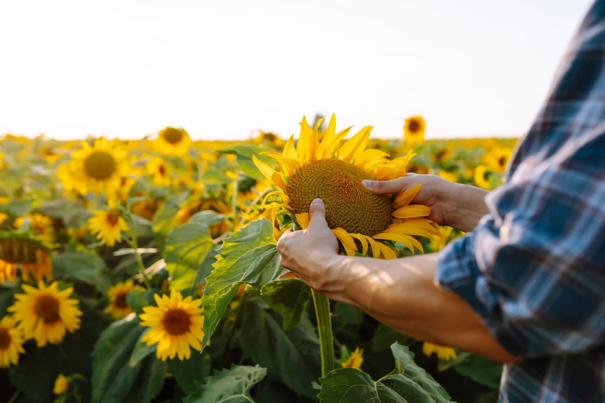L'Agriculture de Précision Écologique : Révolution Verte 2.0