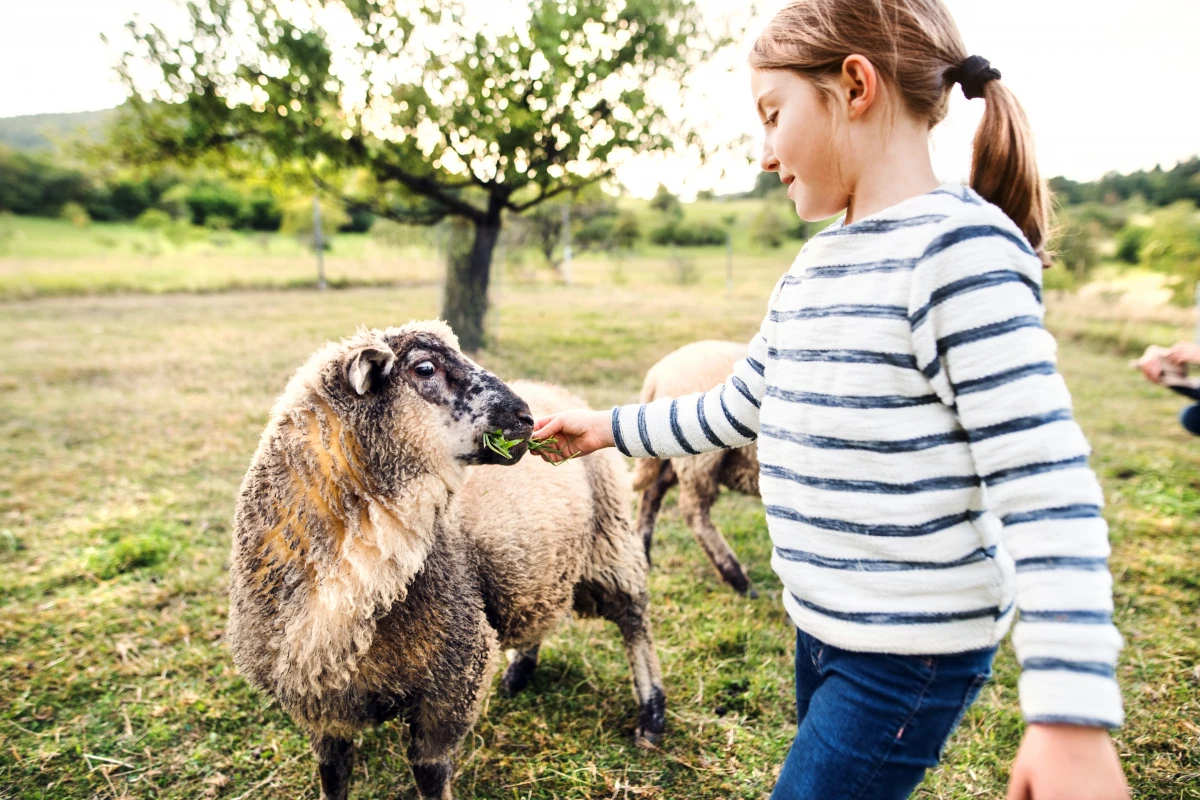 La révolution verte : La certification écologique des fermes en plein essor