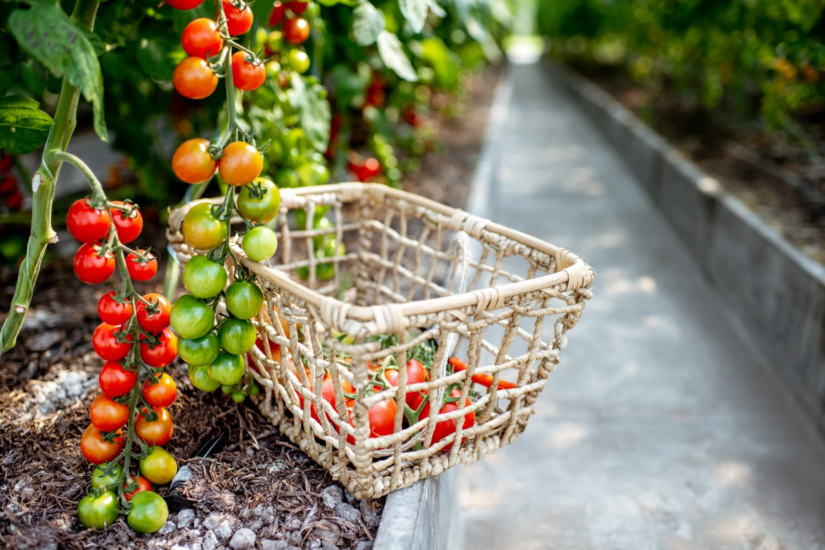 Révolution verte : Les subventions qui dopent l'agriculture bio