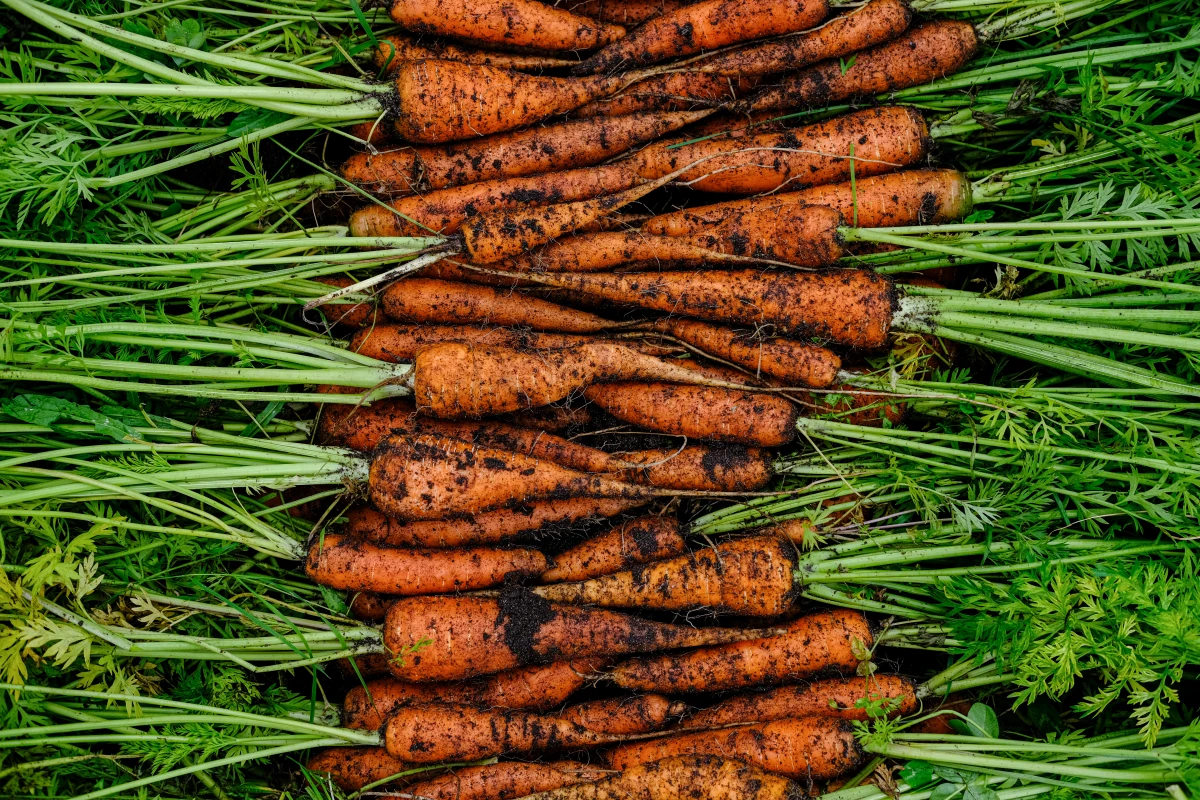 La révolution verte : Les coopératives agricoles bio transforment notre alimentation