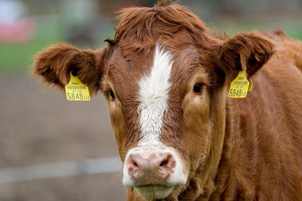 Élevage et méthane : comment réduire l'impact des ruminants sur le climat