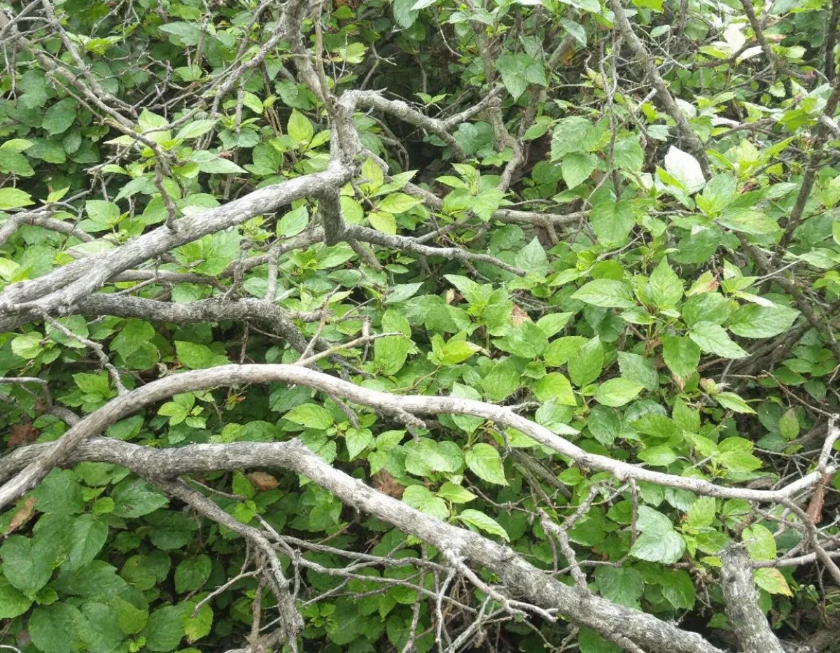 Analyse du cycle de vie des intrants biologiques : impacts environnementaux et socio-économiques