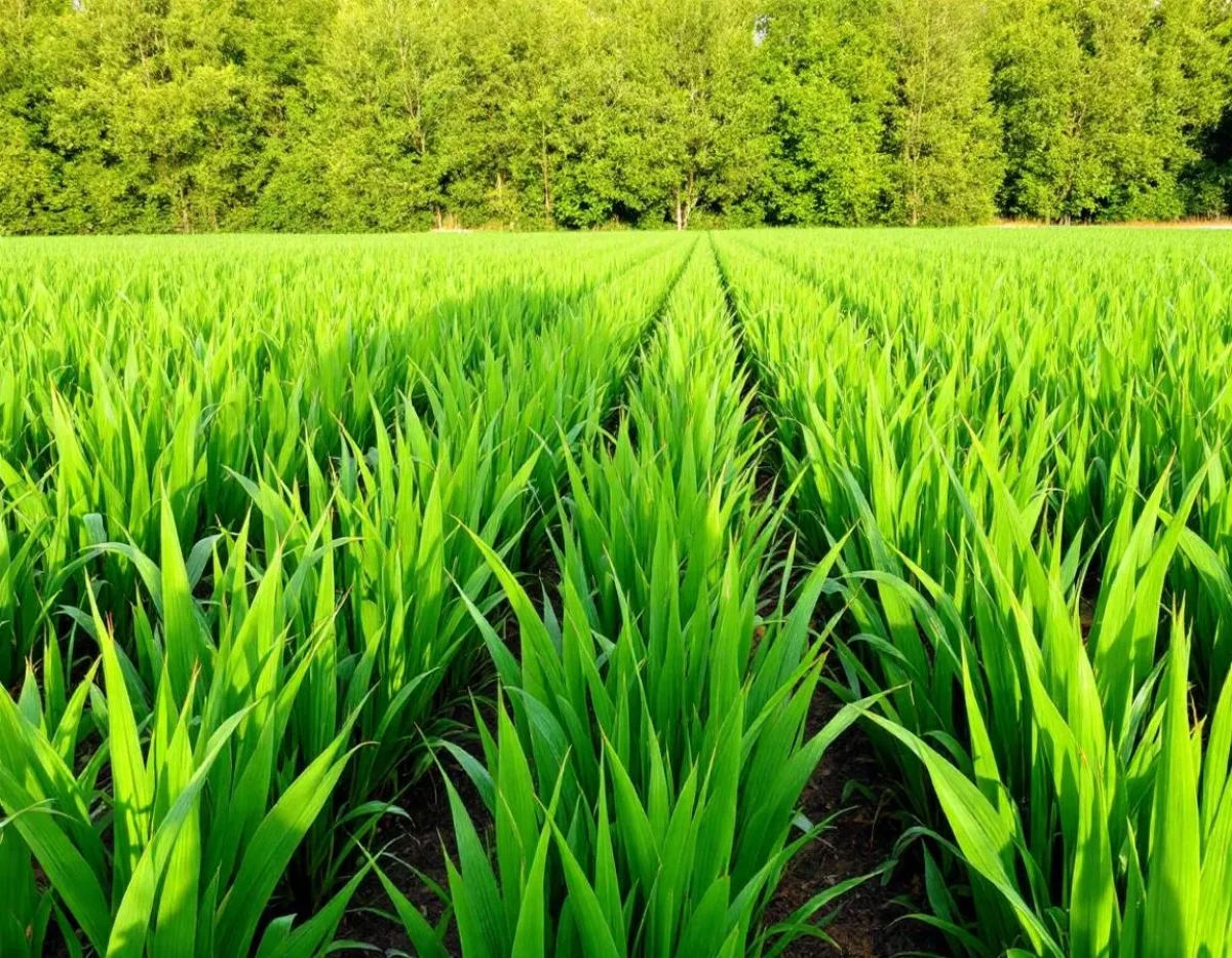 Santé des agriculteurs exposés aux produits bio non réglementés