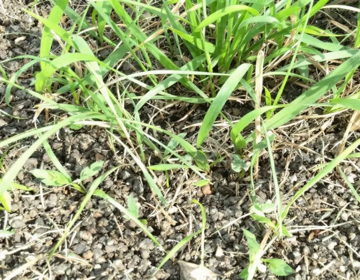 Systèmes agroforestiers et résilience climatique